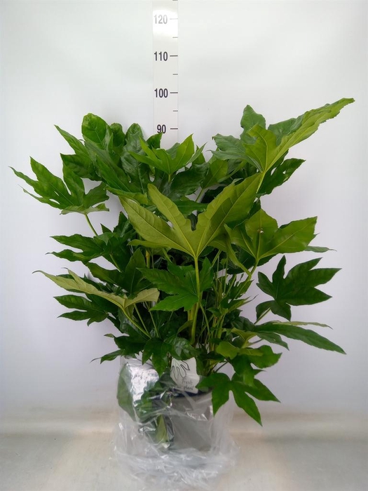 <h4>Fatsia japonica   ...</h4>