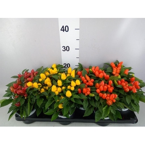 Capsicum annuum 'Samba'   ...mix