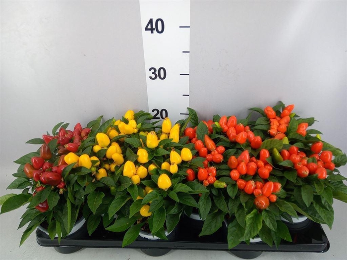 <h4>Capsicum annuum 'Samba'   ...mix</h4>