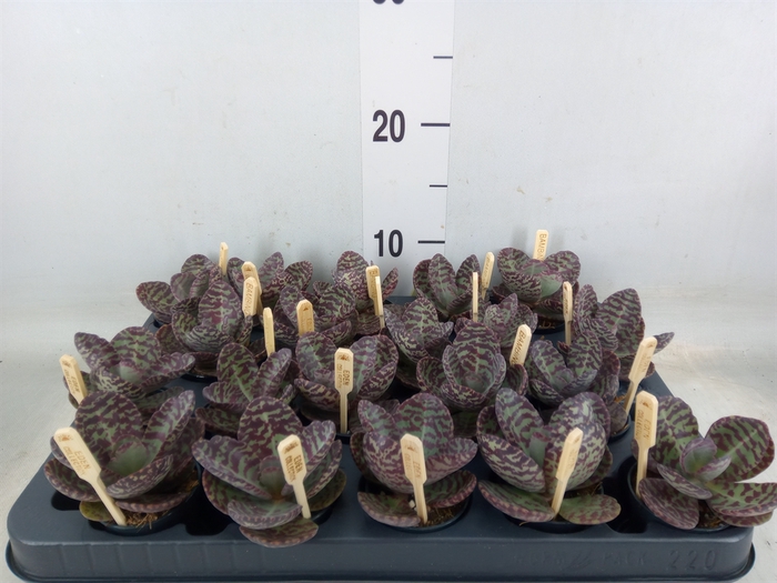 <h4>Kalanchoe humilis 'Surpris Desert'</h4>
