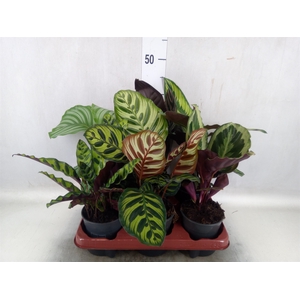 Calathea   ...mix 6