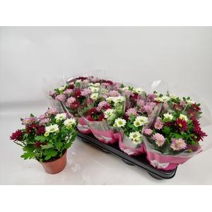 CHRYS STREAM GEM POT