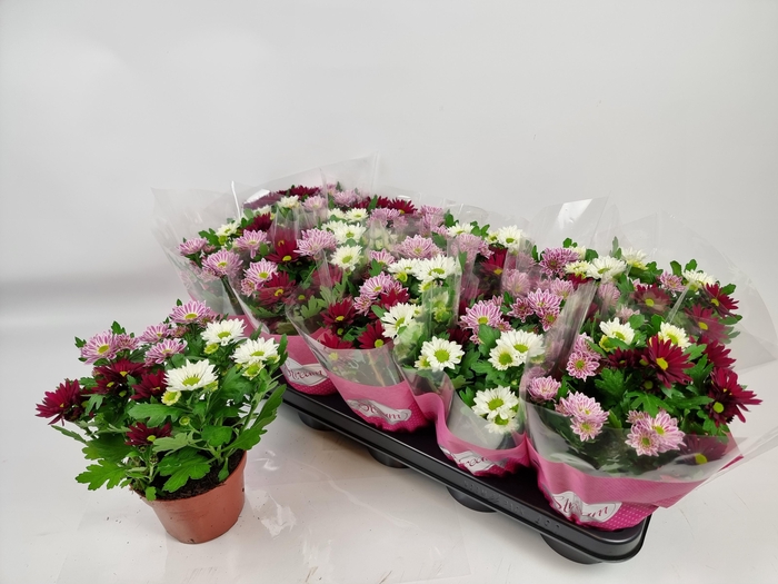 <h4>CHRYS STREAM GEM POT</h4>