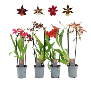 Inca Orchid mix Cascade 9cm