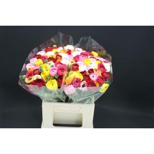 Ranonkel Gemengd 566