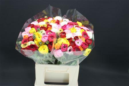 <h4>Ranonkel Gemengd 566</h4>