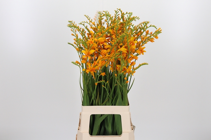 <h4>Crocos Suzanna</h4>