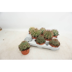 CACTUS GEM 3 SRT