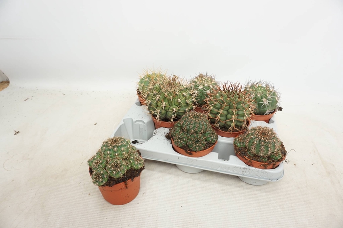 <h4>CACTUS GEM 3 SRT</h4>