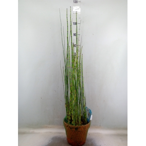 Equisetum hyemale