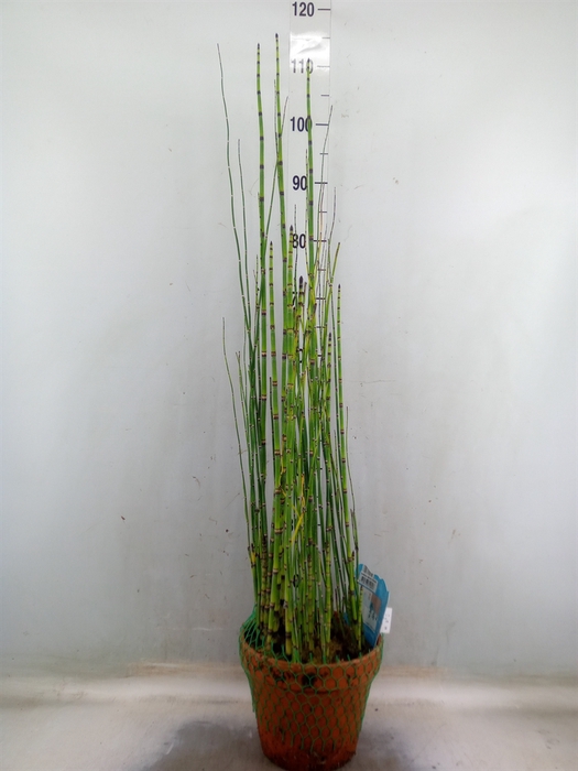 <h4>Equisetum hyemale</h4>