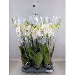 Phalaenopsis   ...white