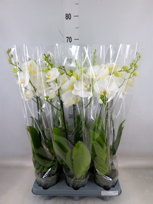 <h4>Phalaenopsis   ...white</h4>