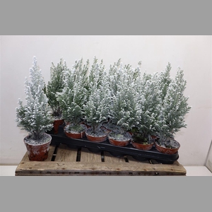 Cham L Ellwoodii + Snow