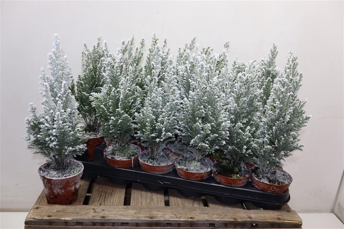 <h4>Cham L Ellwoodii + Snow</h4>