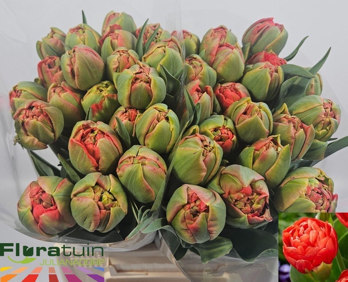 <h4>TU DU LIMERICK</h4>