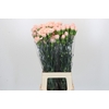 Dianthus St Novia