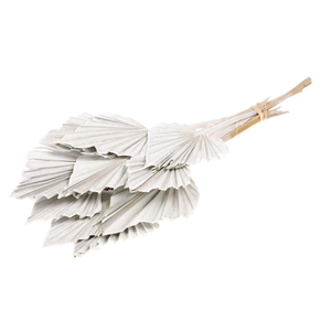 Palmspear 10pc White Misty