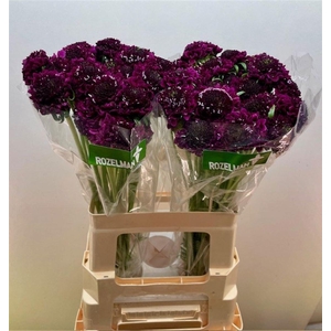 SCAB AT F SCOOP D PU