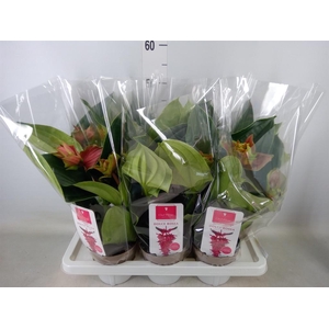 Medinilla magn. 'Dolce Rossa'