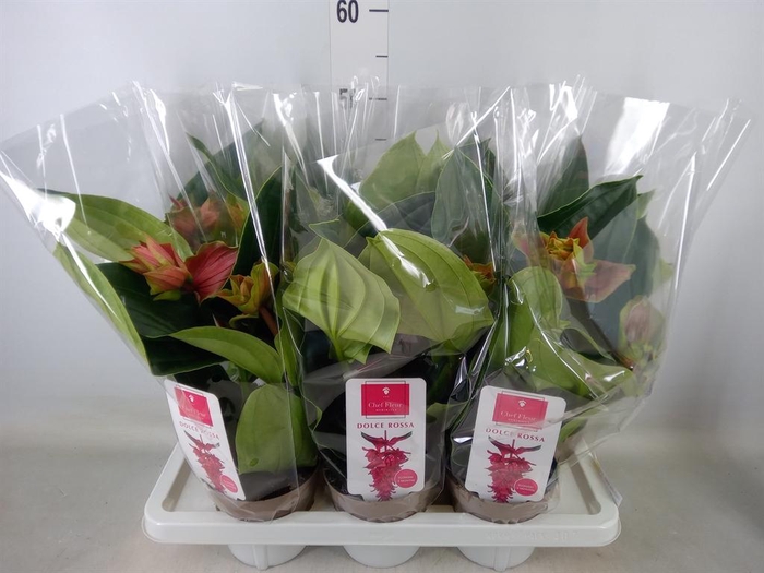 <h4>Medinilla magn. 'Dolce Rossa'</h4>