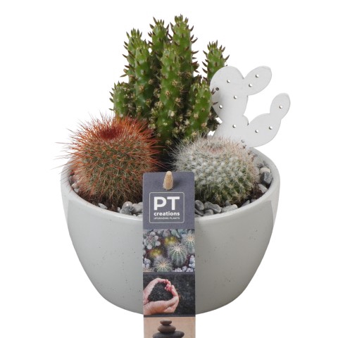<h4>PTCT3838 Arrangementen Cactus</h4>