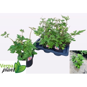 ANEM HUPEHENSIS