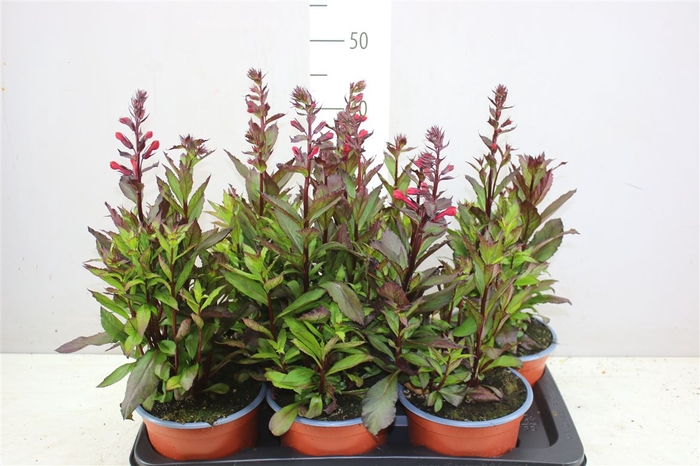 <h4>Lobelia Fan Scarlet</h4>