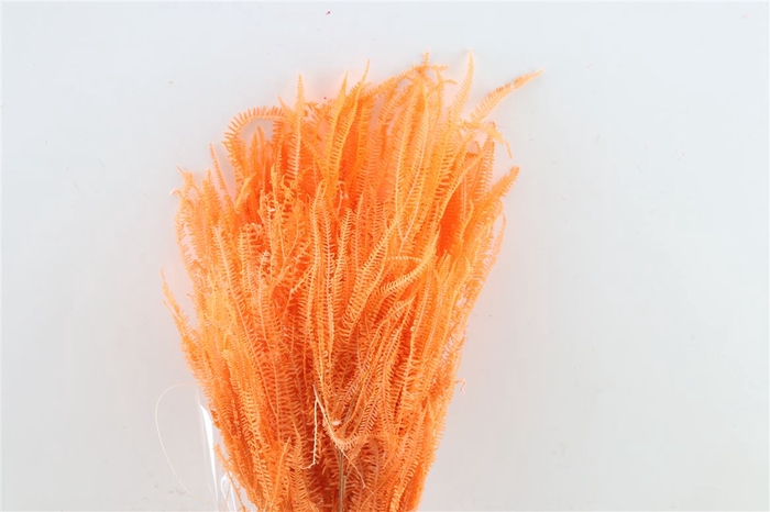 Pres Helecho X3 Salmon Bunch