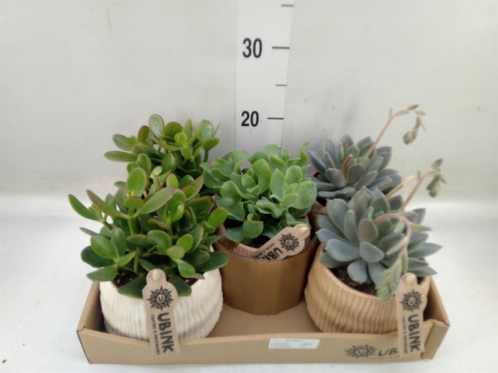 <h4>Succulents   ...</h4>