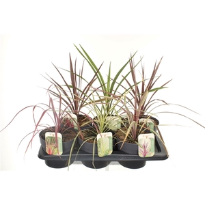 Cordyline mix