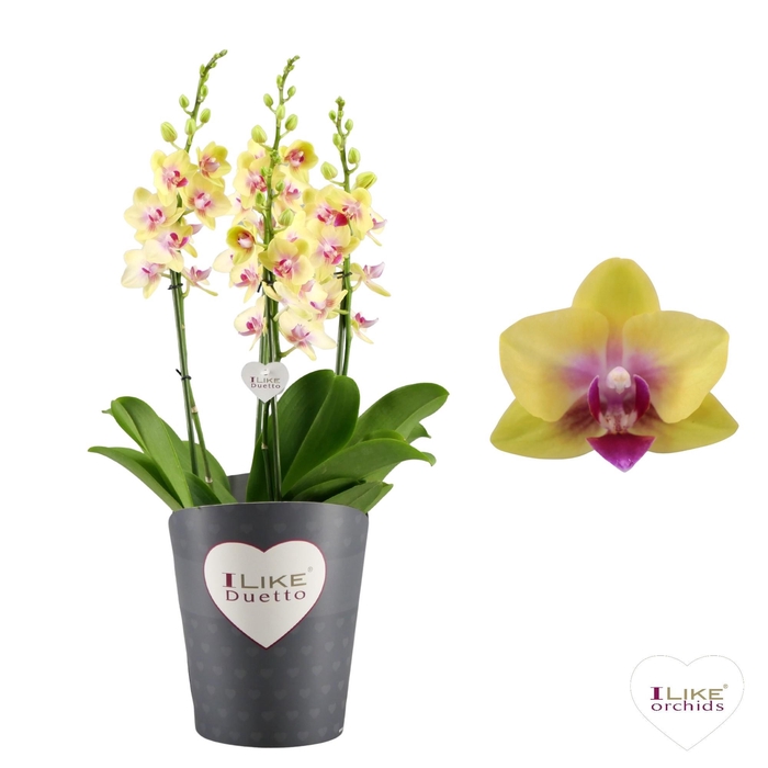 <h4>Duetto Multi - Spunky 60+</h4>