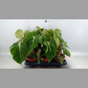 Philodendron gloriosum