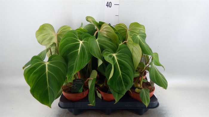 <h4>Philodendron gloriosum</h4>