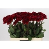 Dahlia Red Runner