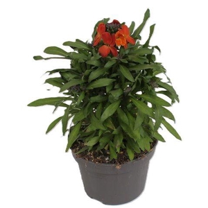 Erysimum Leya Orange Glow