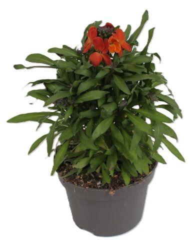 <h4>Erysimum Leya Orange Glow</h4>