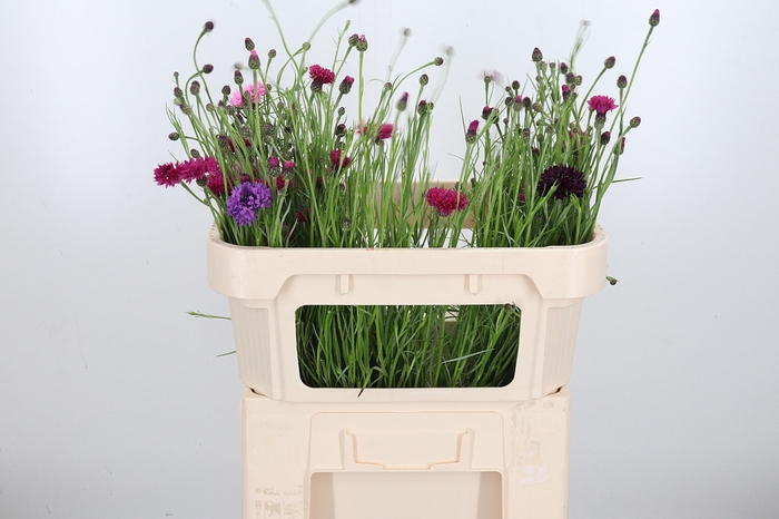 <h4>Centaurea Cerise</h4>
