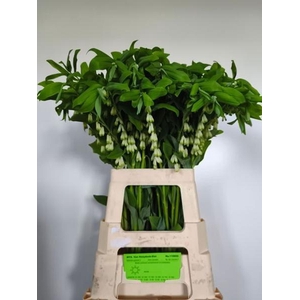 POLYGONATUM MULTIFLO