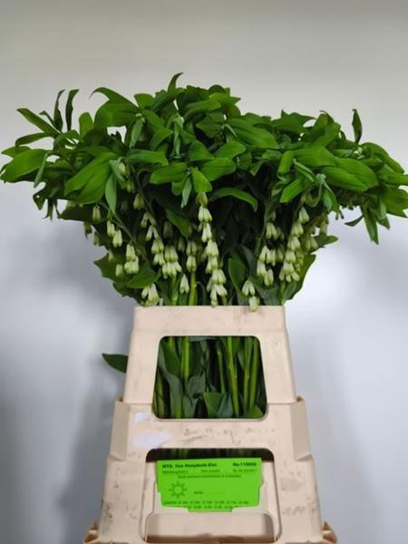 <h4>POLYGONATUM MULTIFLO</h4>