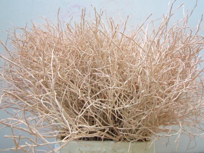 <h4>Heidelbeer Zalm</h4>