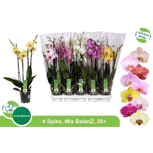 Phal Gem 4 Branches 20+