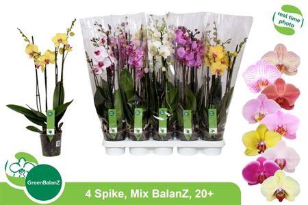 <h4>Phal Gem 4 Branches 20+</h4>