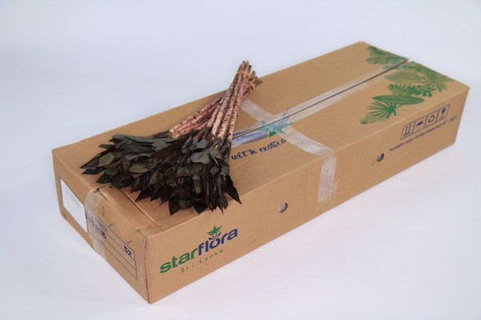 <h4>Dracaena Purple Compacta</h4>