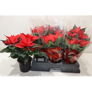 arr8 Euphor Pulcherrim Ov Red