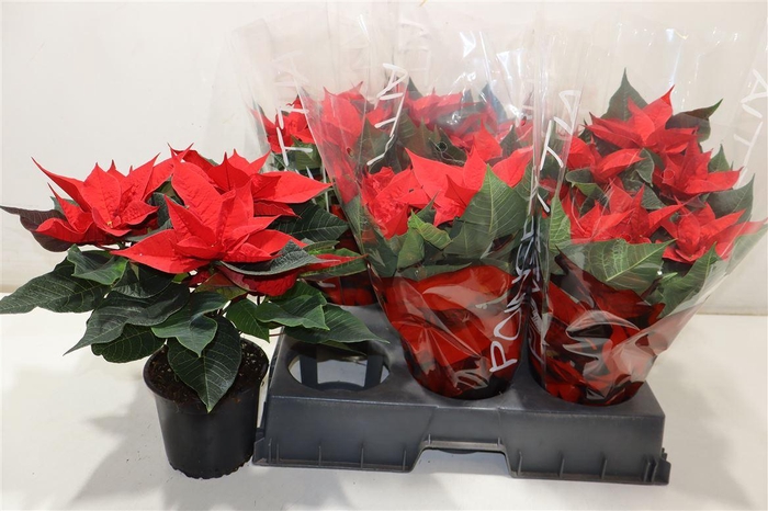 <h4>arr8 Euphor Pulcherrim Ov Red</h4>