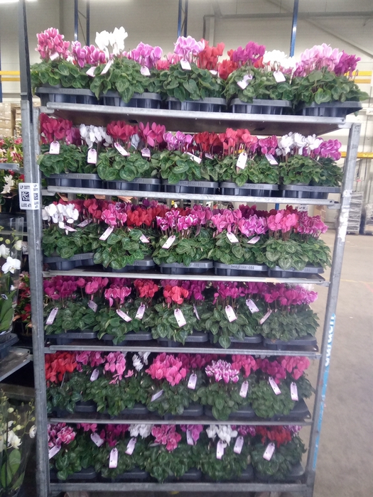 <h4>Cyclamen MD 'Macro'</h4>