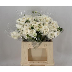 Ran Suc 1st Cloud Bianco