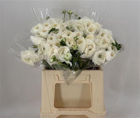 <h4>Ran Suc 1st Cloud Bianco</h4>