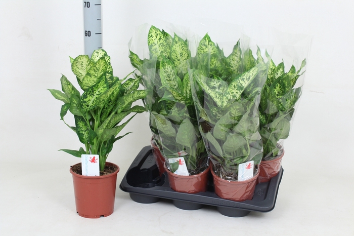 <h4>DIEFF COMPACTA</h4>